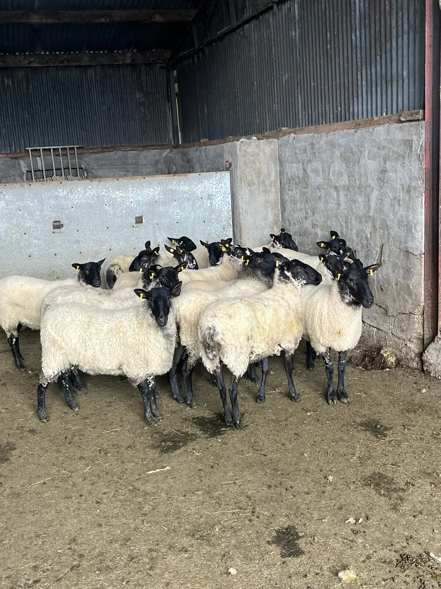 💥serious breeding Hoggets 💥 - Image 2