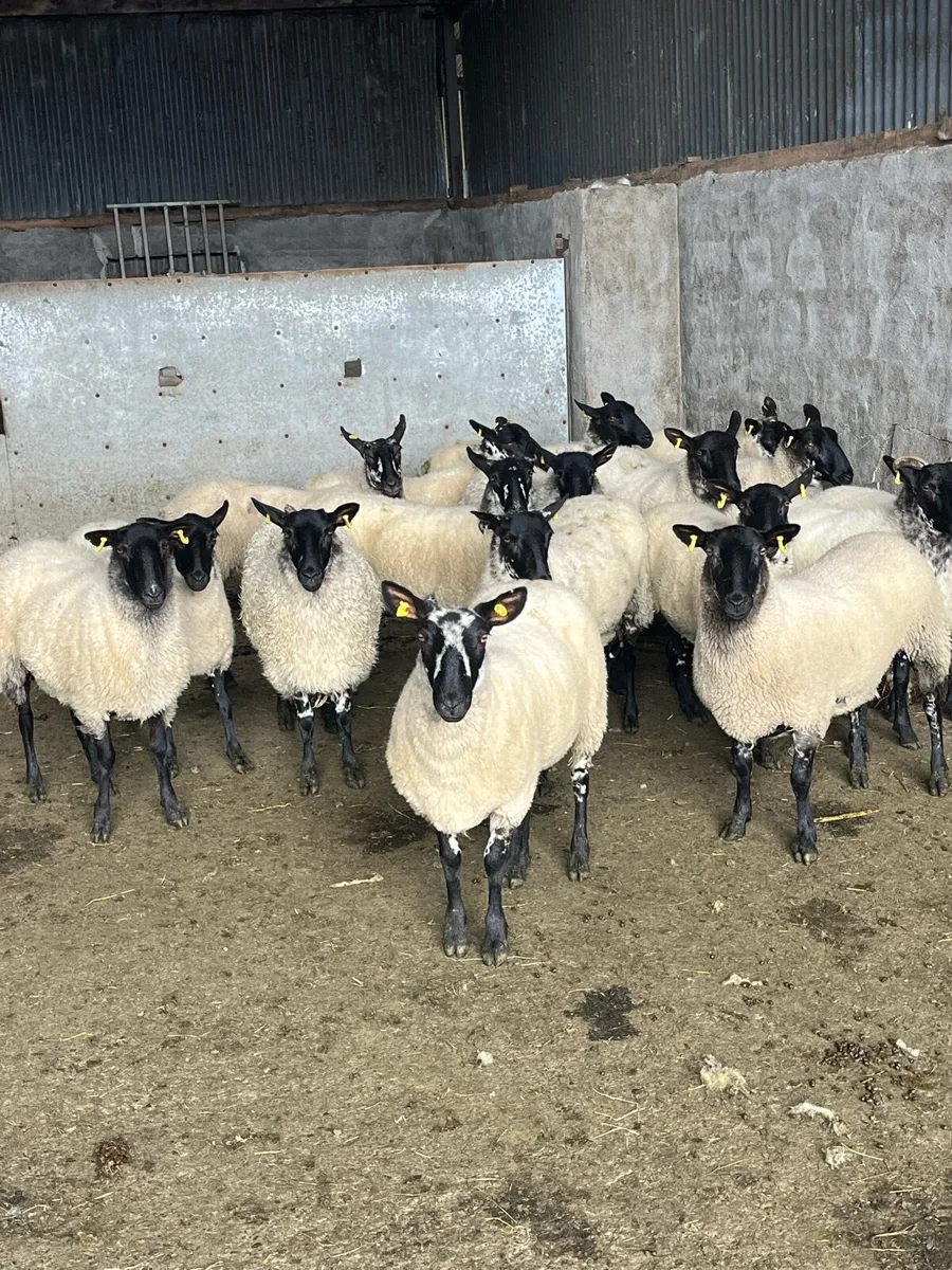 💥serious breeding Hoggets 💥 - Image 3