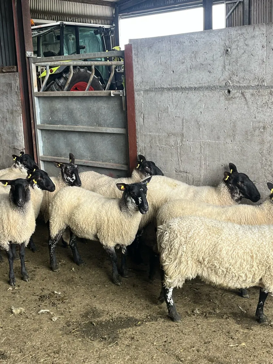 💥serious breeding Hoggets 💥 - Image 4