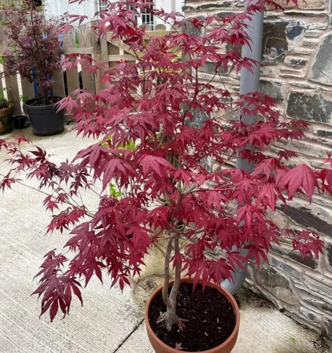 Acer maple trees.  Delivery available - Image 1