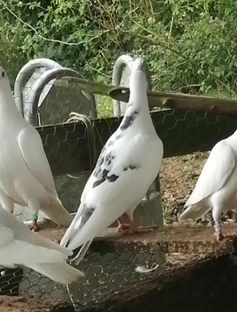 Young off-white pigeons - Image 2