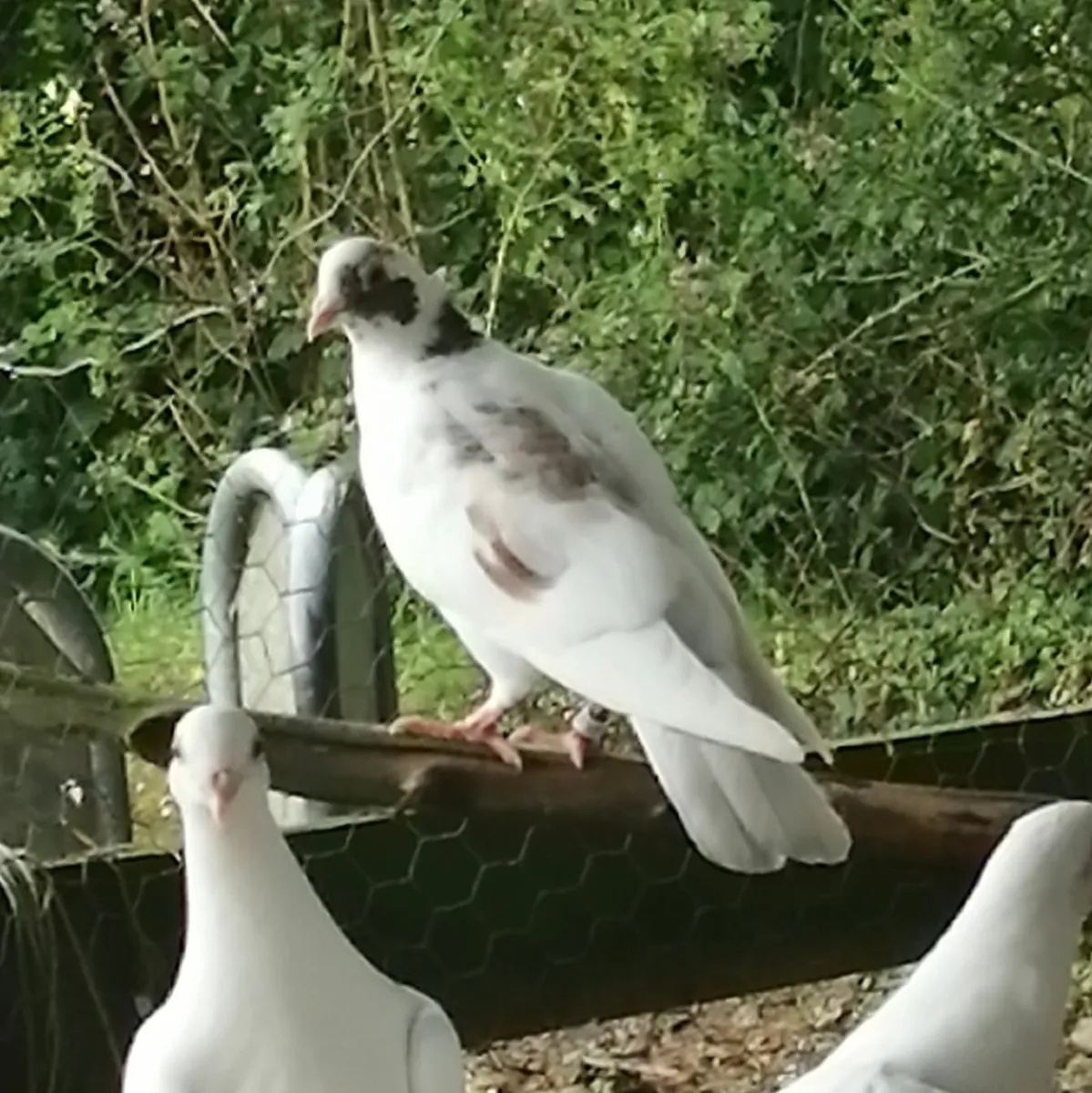 Young off-white pigeons - Image 3
