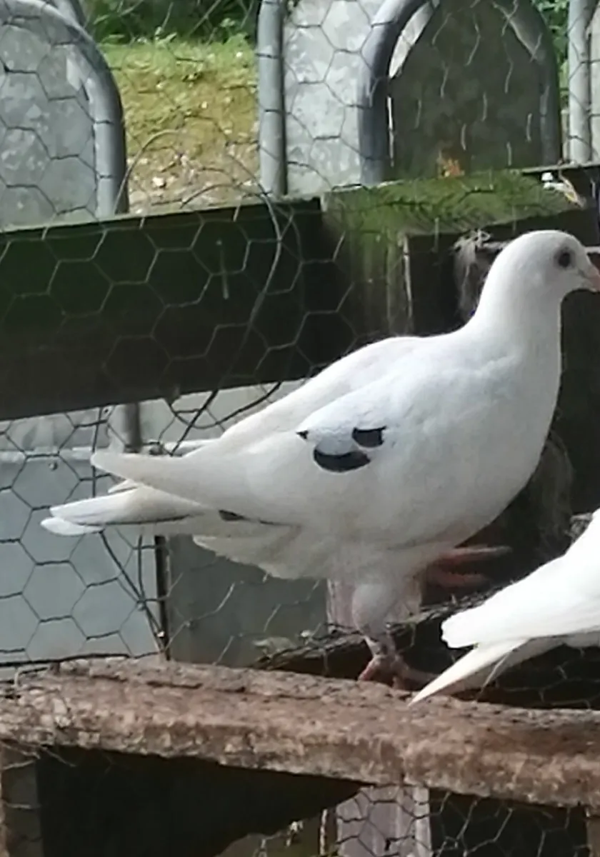 Young off-white pigeons - Image 4