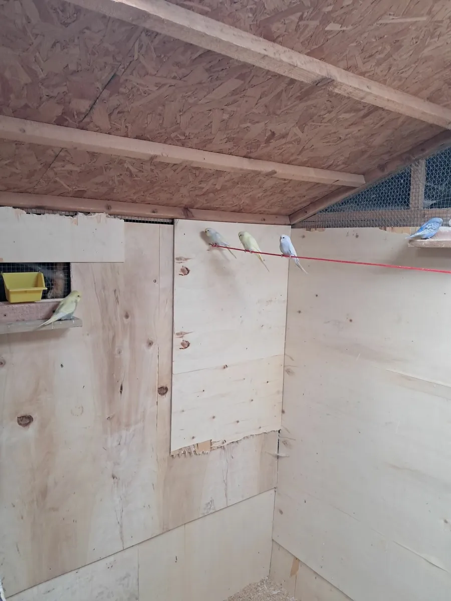 Budgies - Image 1