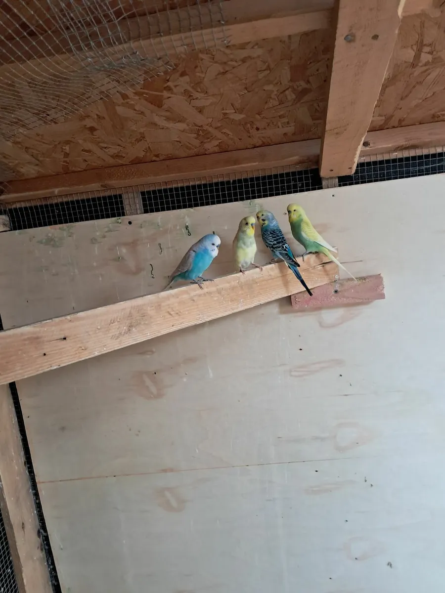 Budgies - Image 2
