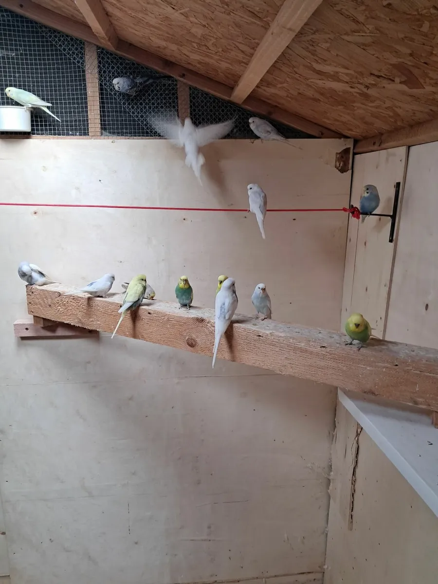 Budgies - Image 3