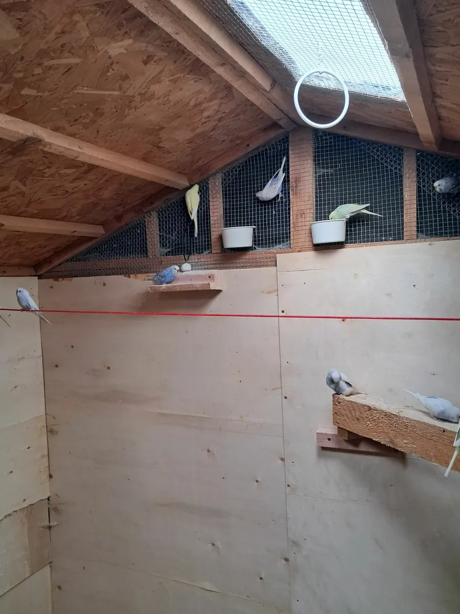 Budgies - Image 4