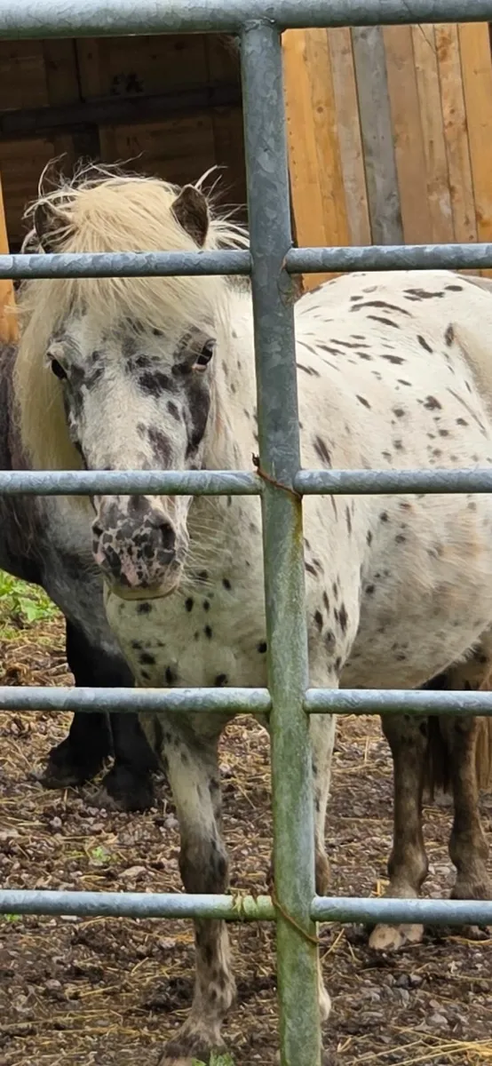 Registered British spotted society mare - Image 1