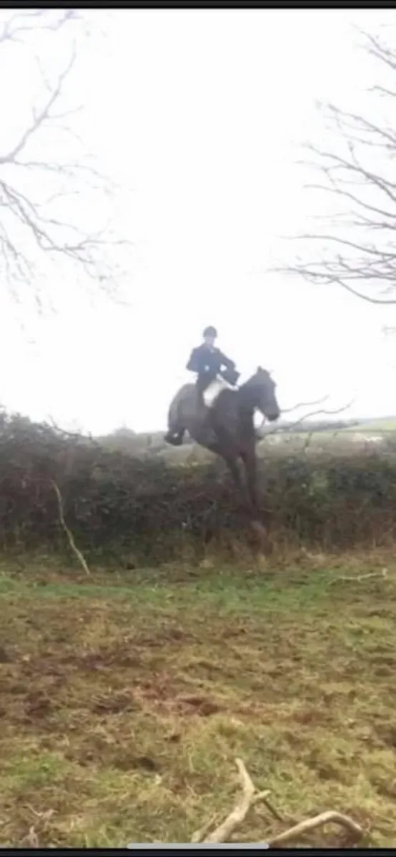 10yr old experienced hunter - Image 1