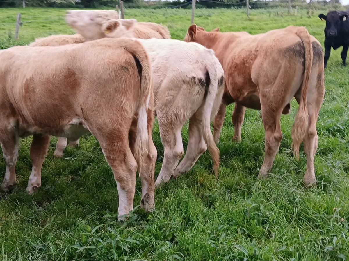 7 Lovely Charolais Heifers - Image 2