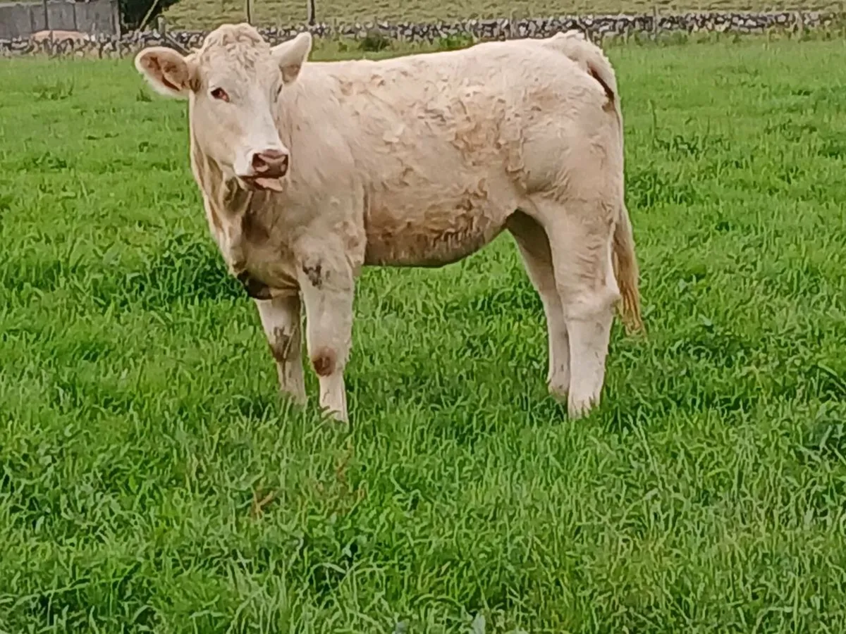 7 Lovely Charolais Heifers - Image 3