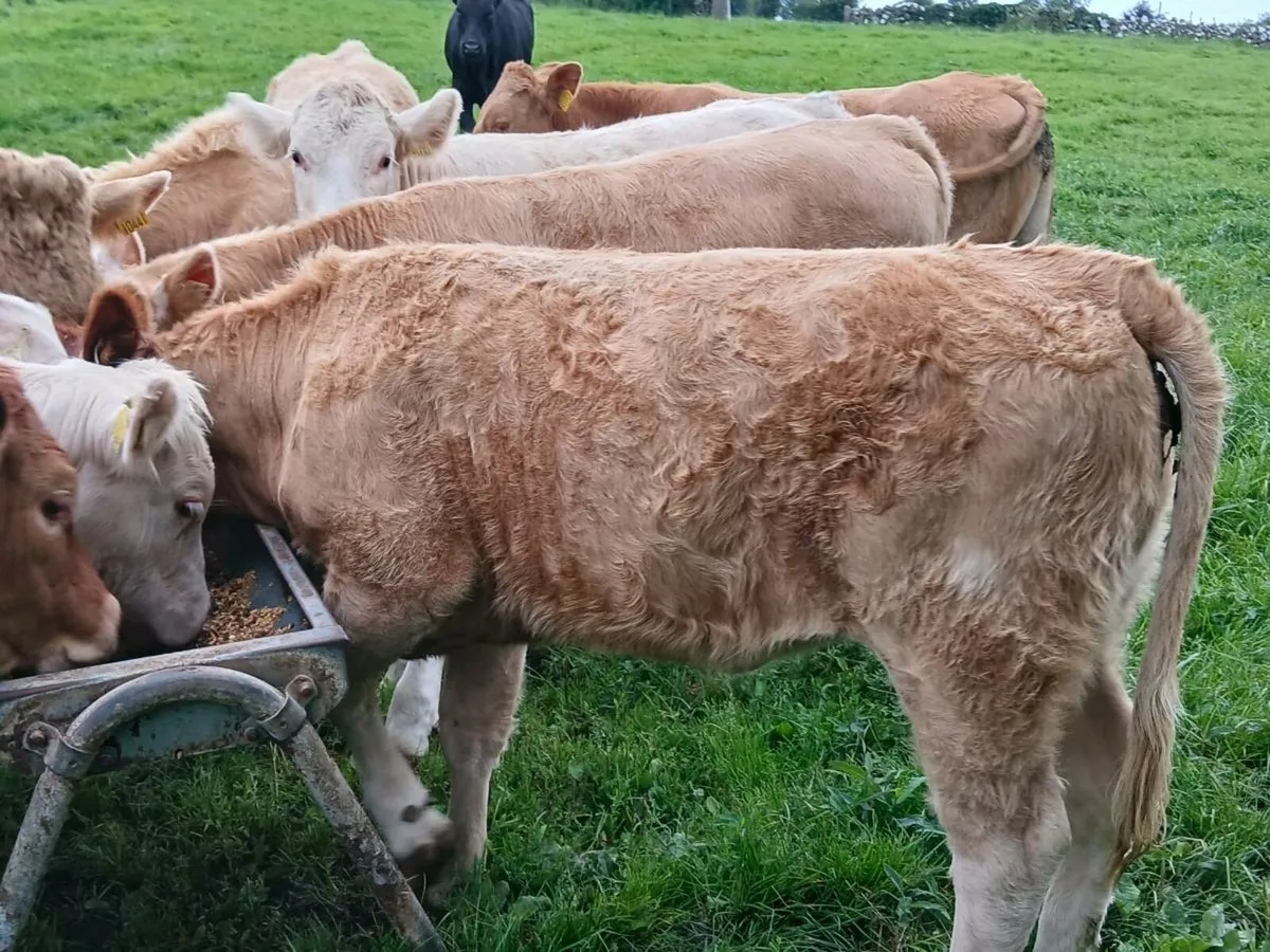 7 Lovely Charolais Heifers - Image 4