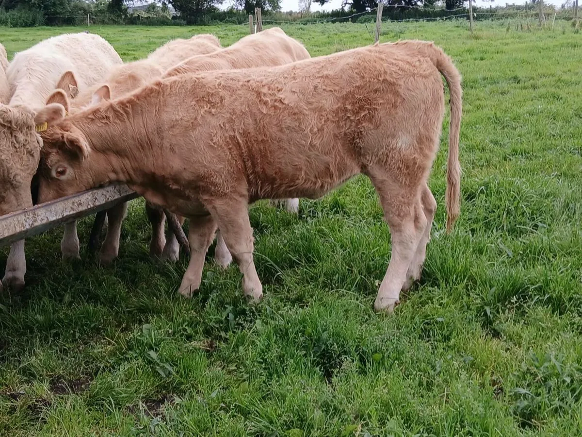 7 Lovely Charolais Heifers - Image 1