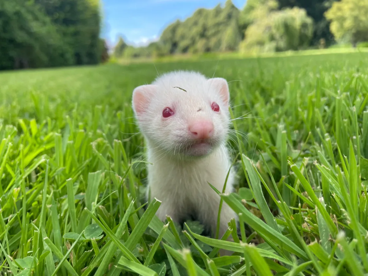 Ferrets - Image 1