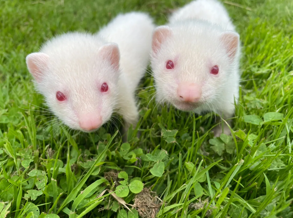 Ferrets - Image 2