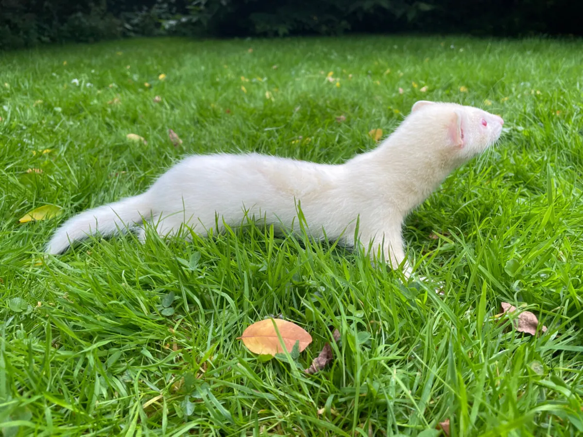 Ferrets - Image 3