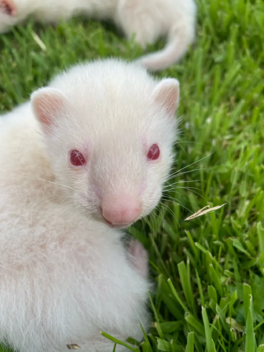 Ferrets - Image 4