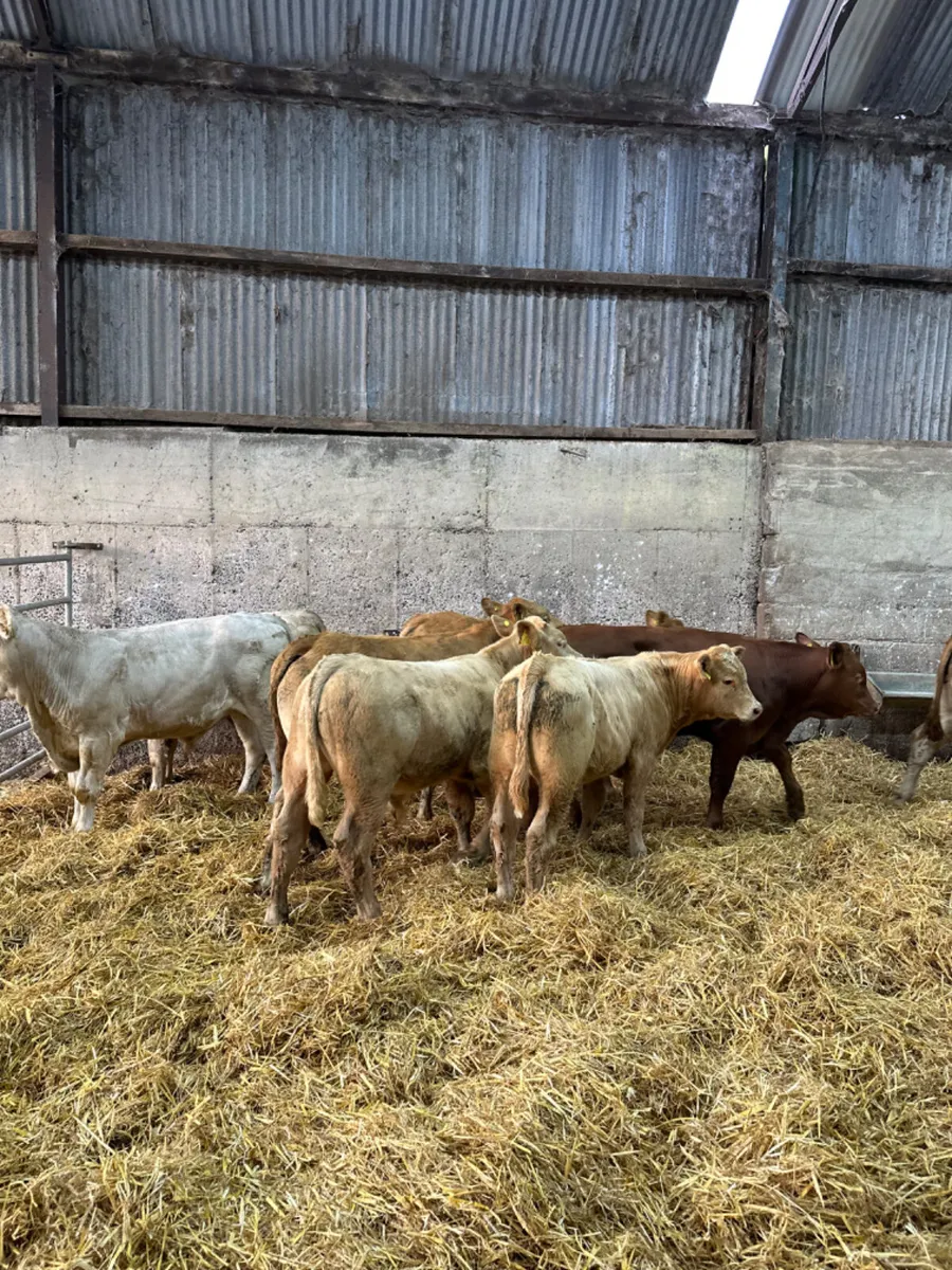 Charolais lim bulls and bullocks - Image 2