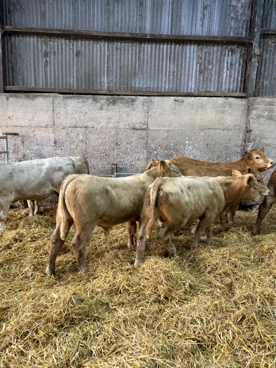 Charolais lim bulls and bullocks - Image 3