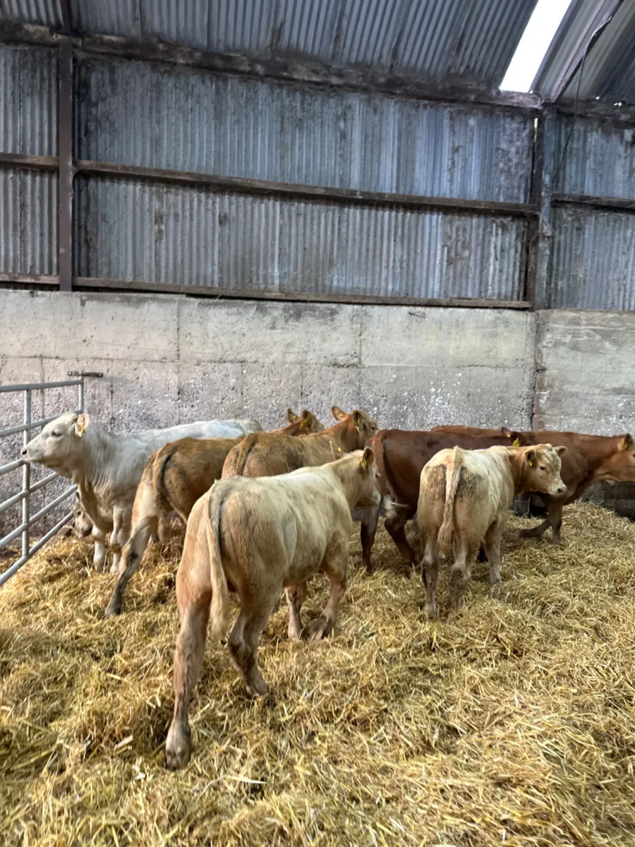 Charolais lim bulls and bullocks - Image 1