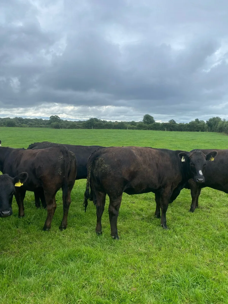 Livestock - Image 2