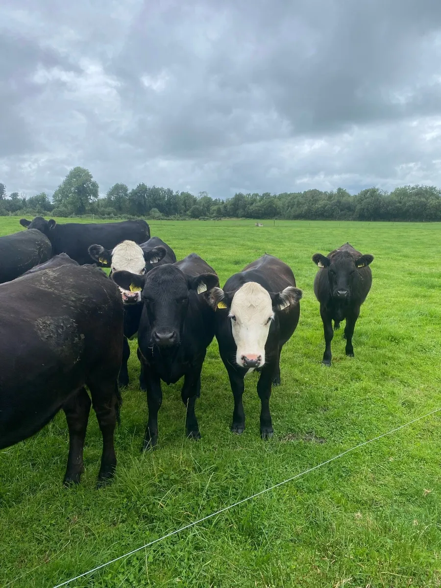 Livestock - Image 1