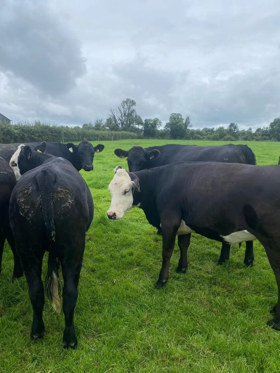 Livestock - Image 3