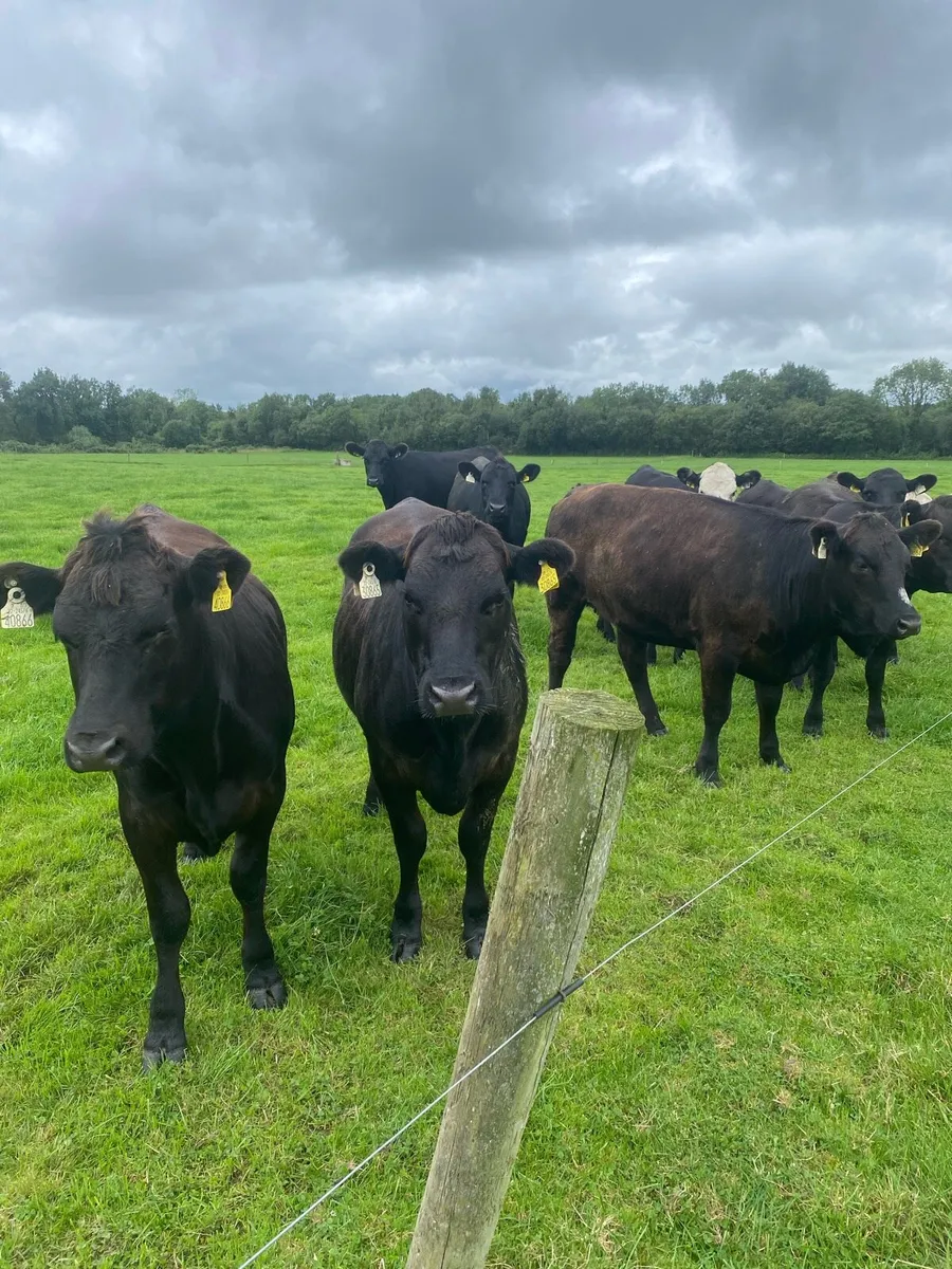 Livestock - Image 4