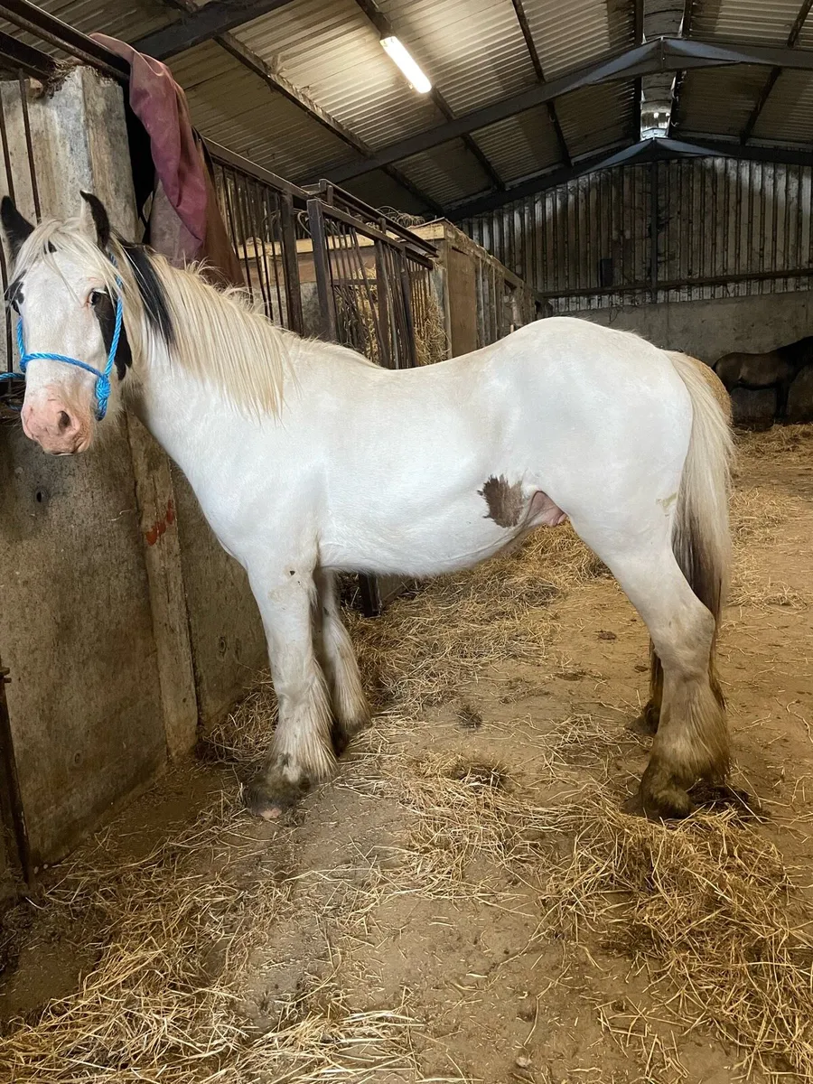 2 year old colt