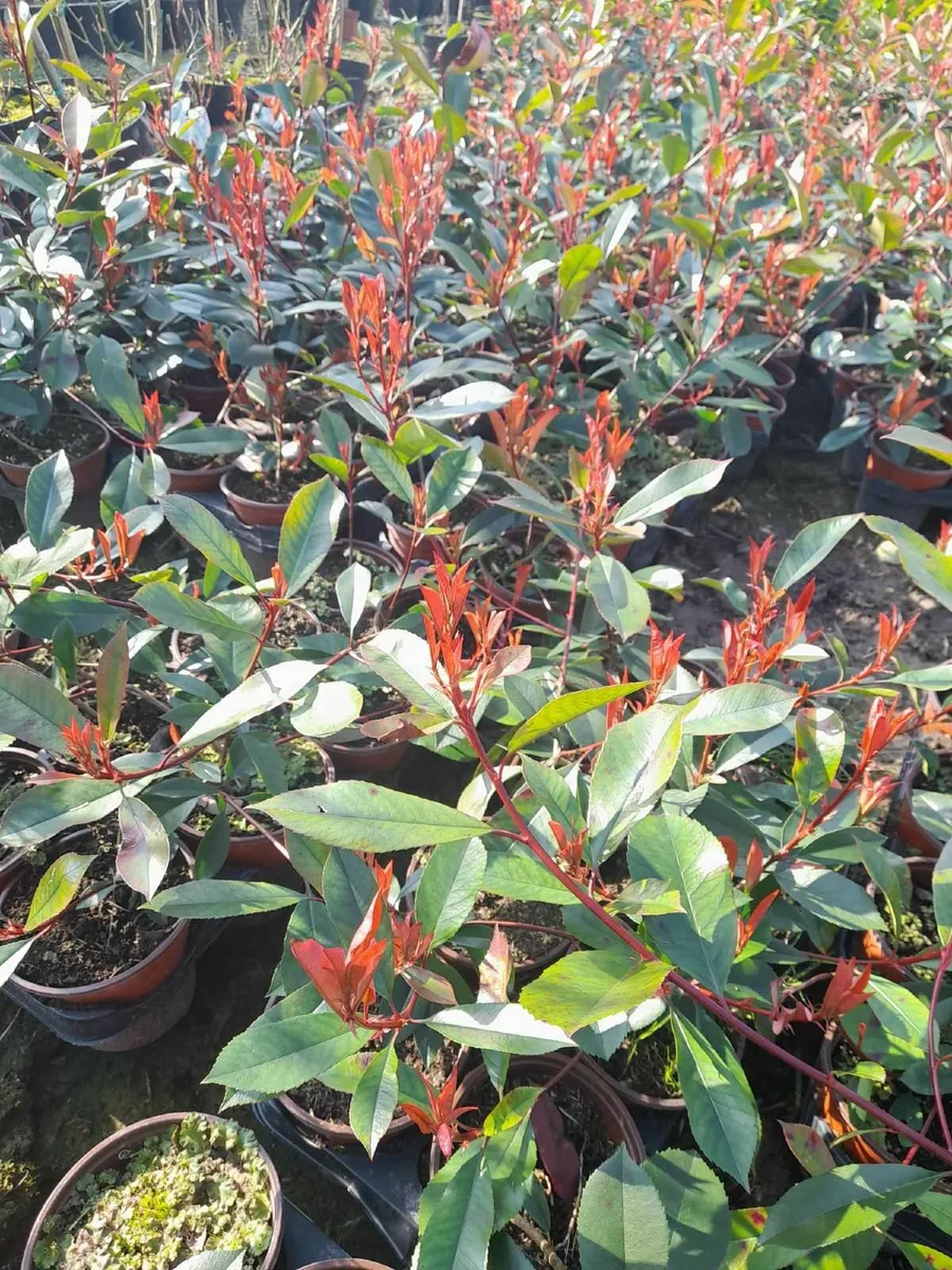 Laurel and Red Robin Hedging - Image 4
