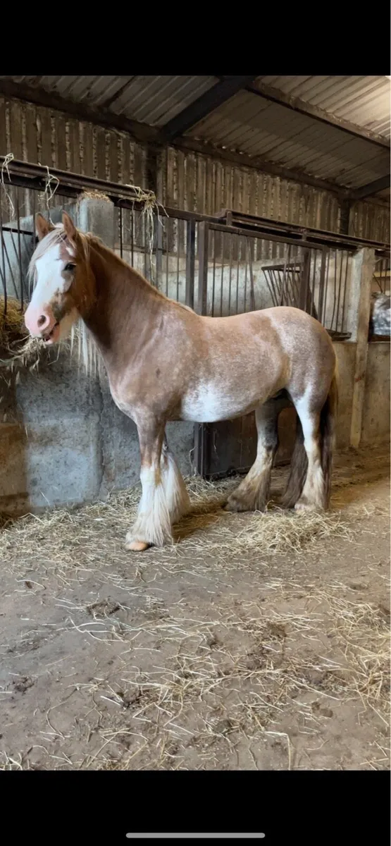 🍀 4 year old roan cob mare 🍀 - Image 1