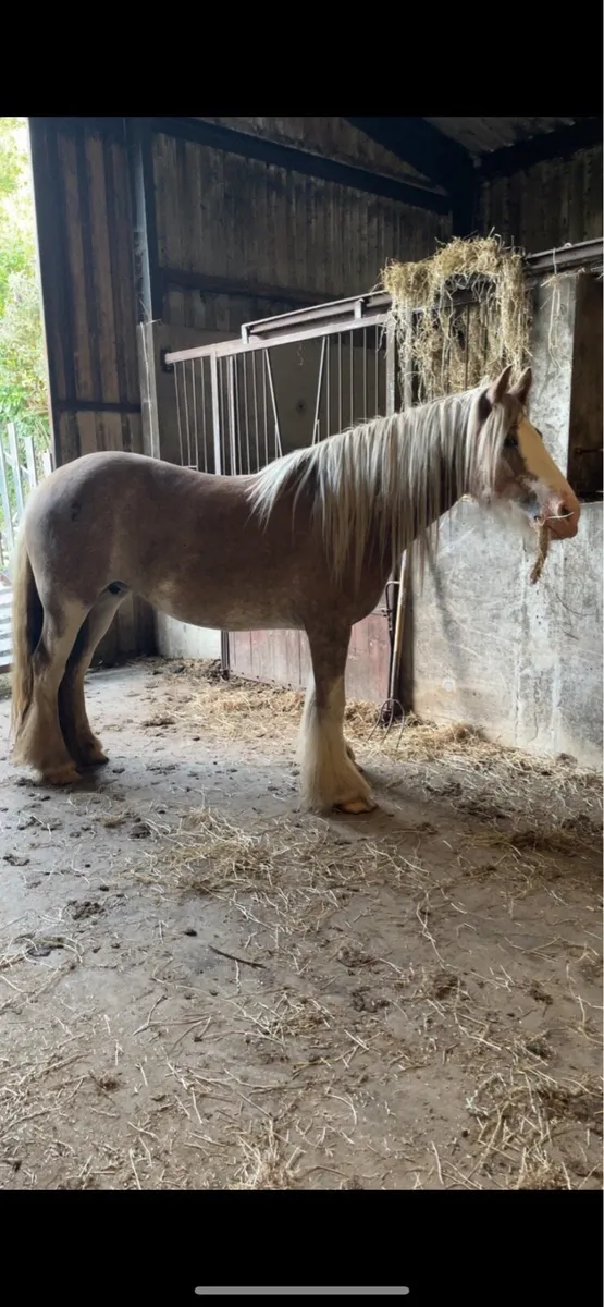 🍀 4 year old roan cob mare 🍀 - Image 2