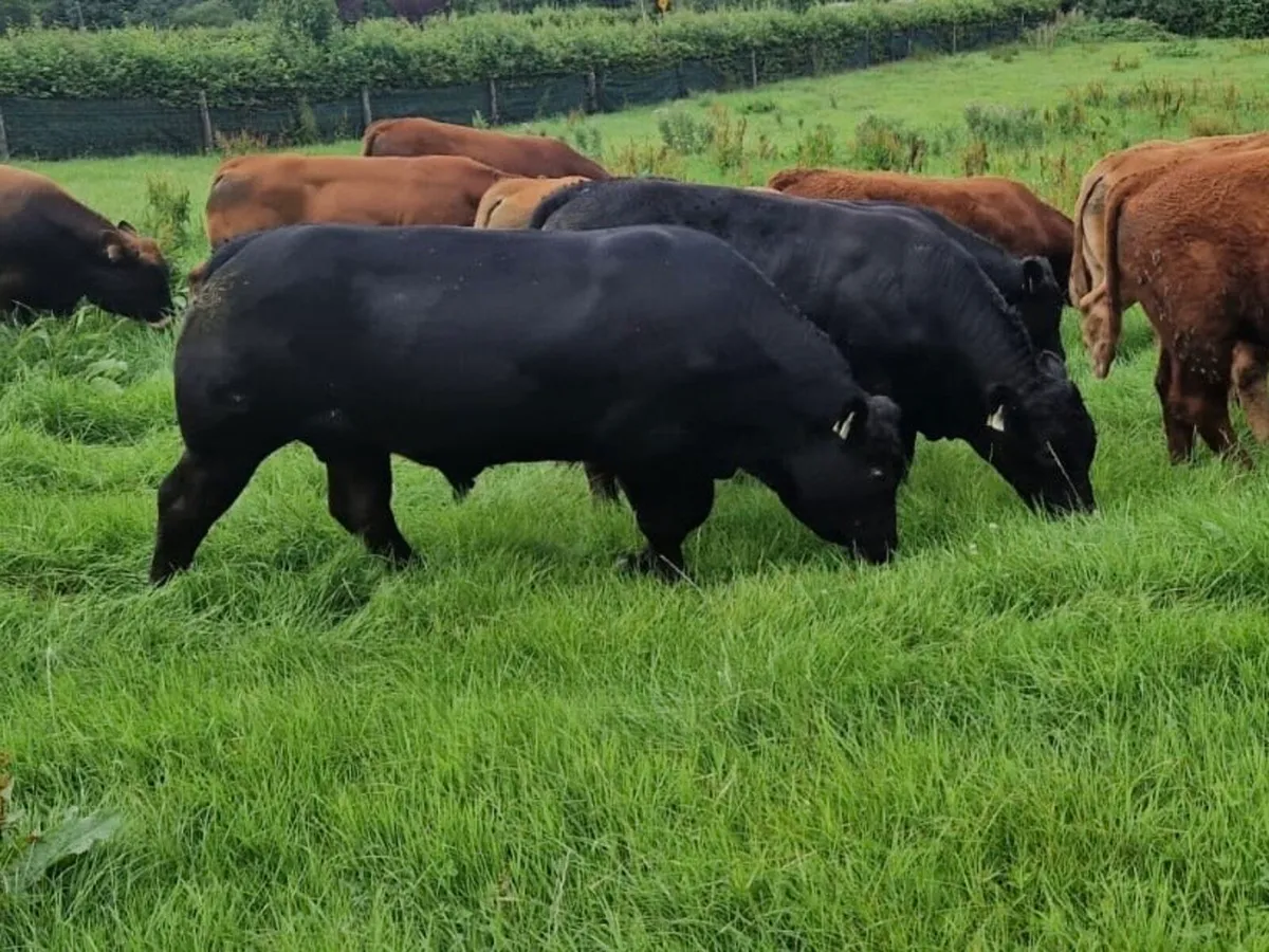 Kilcullen mart 30th July BULLS - Image 1