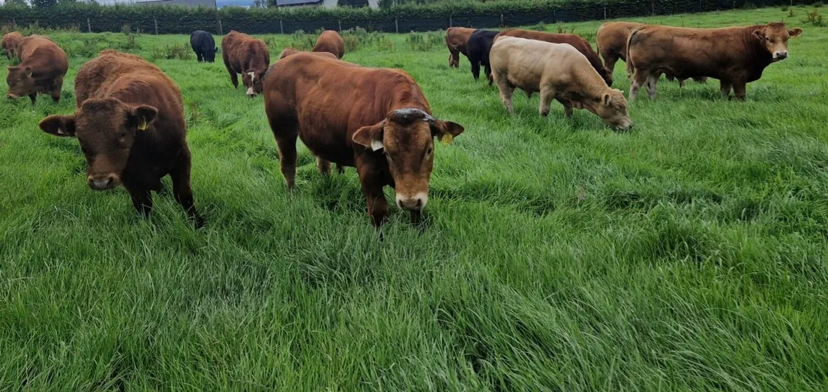 Kilcullen mart 30th July BULLS - Image 2