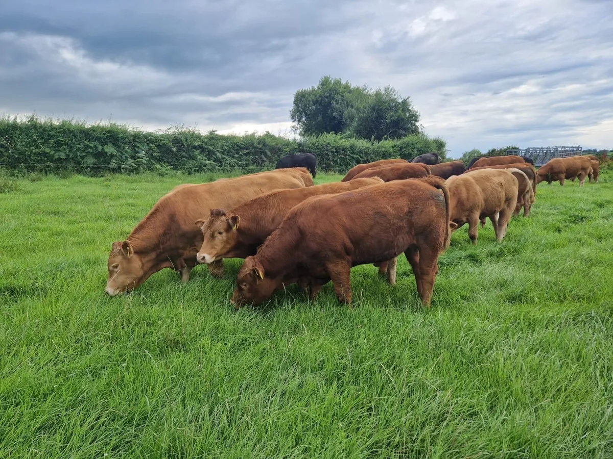 Kilcullen mart 30th July BULLS - Image 3