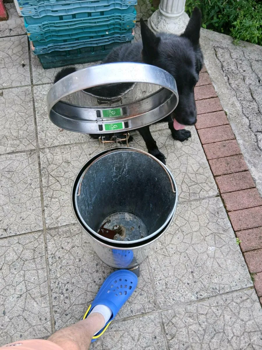 Kitchen waste bin - Image 4