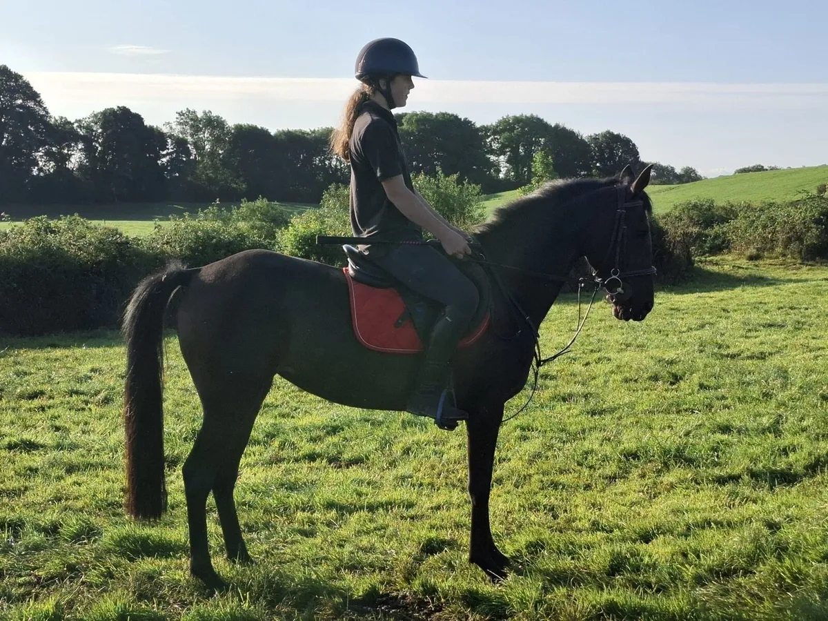 Top prospect 148 pony - Image 1