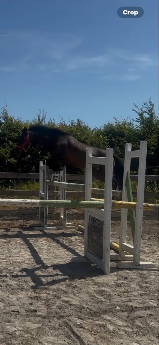 Top prospect 148 pony - Image 2