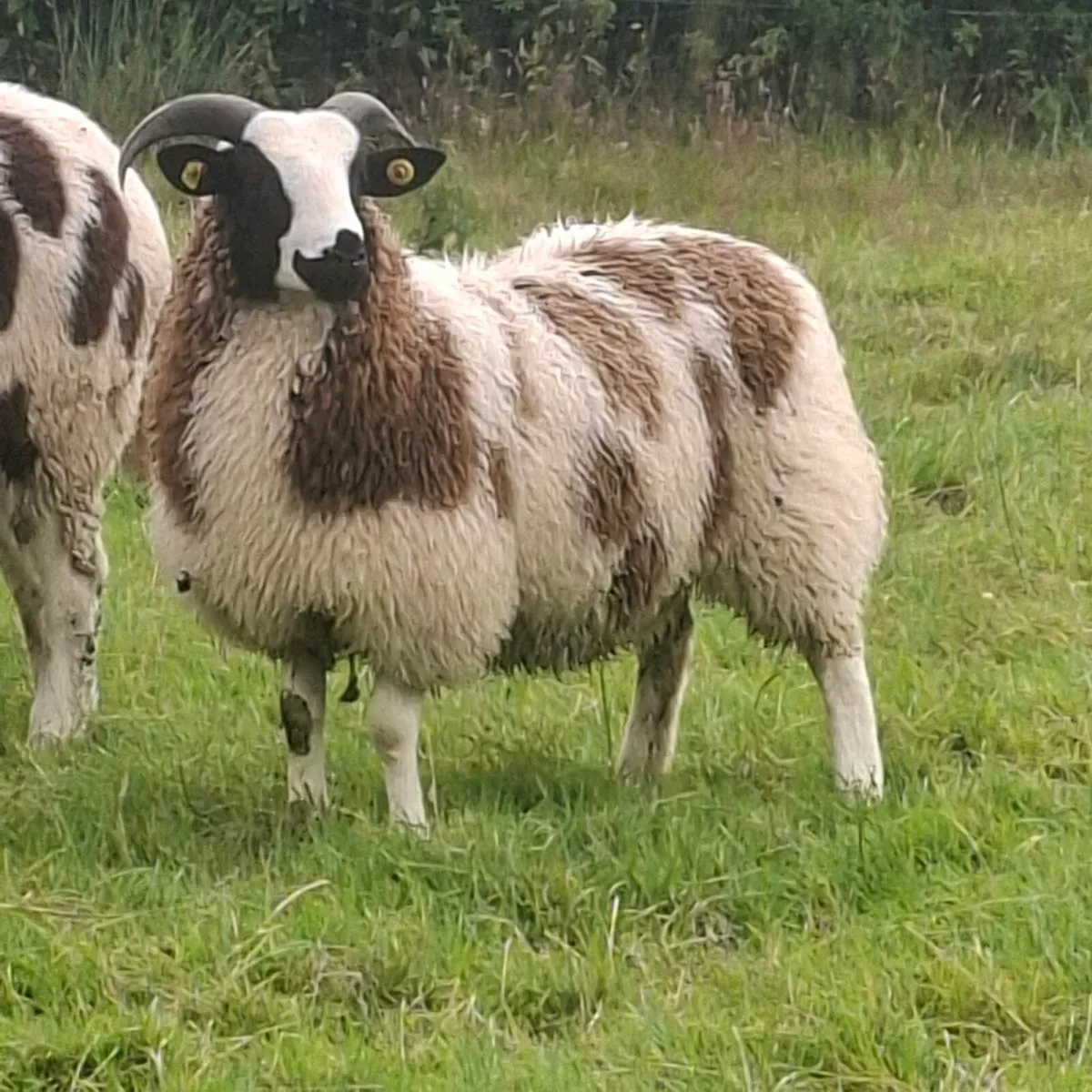 Jacob ewe lambs - Image 1