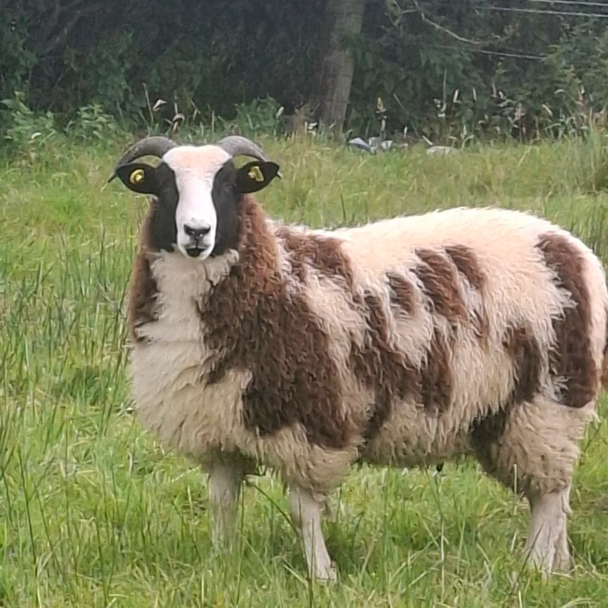 Jacob ewe lambs - Image 2