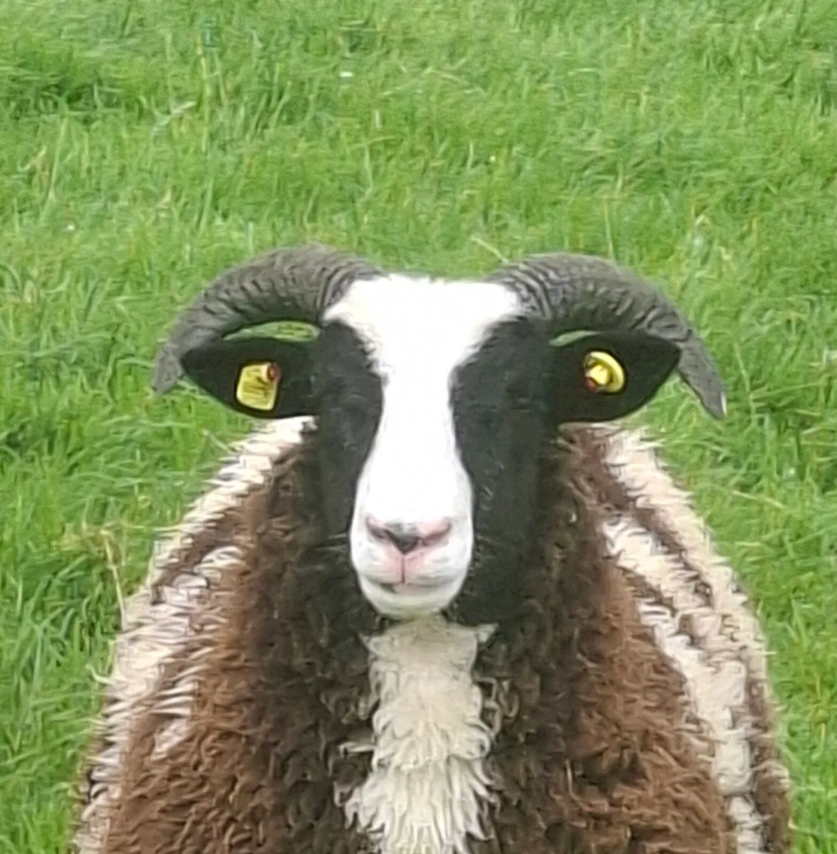 Jacob ewe lambs - Image 3