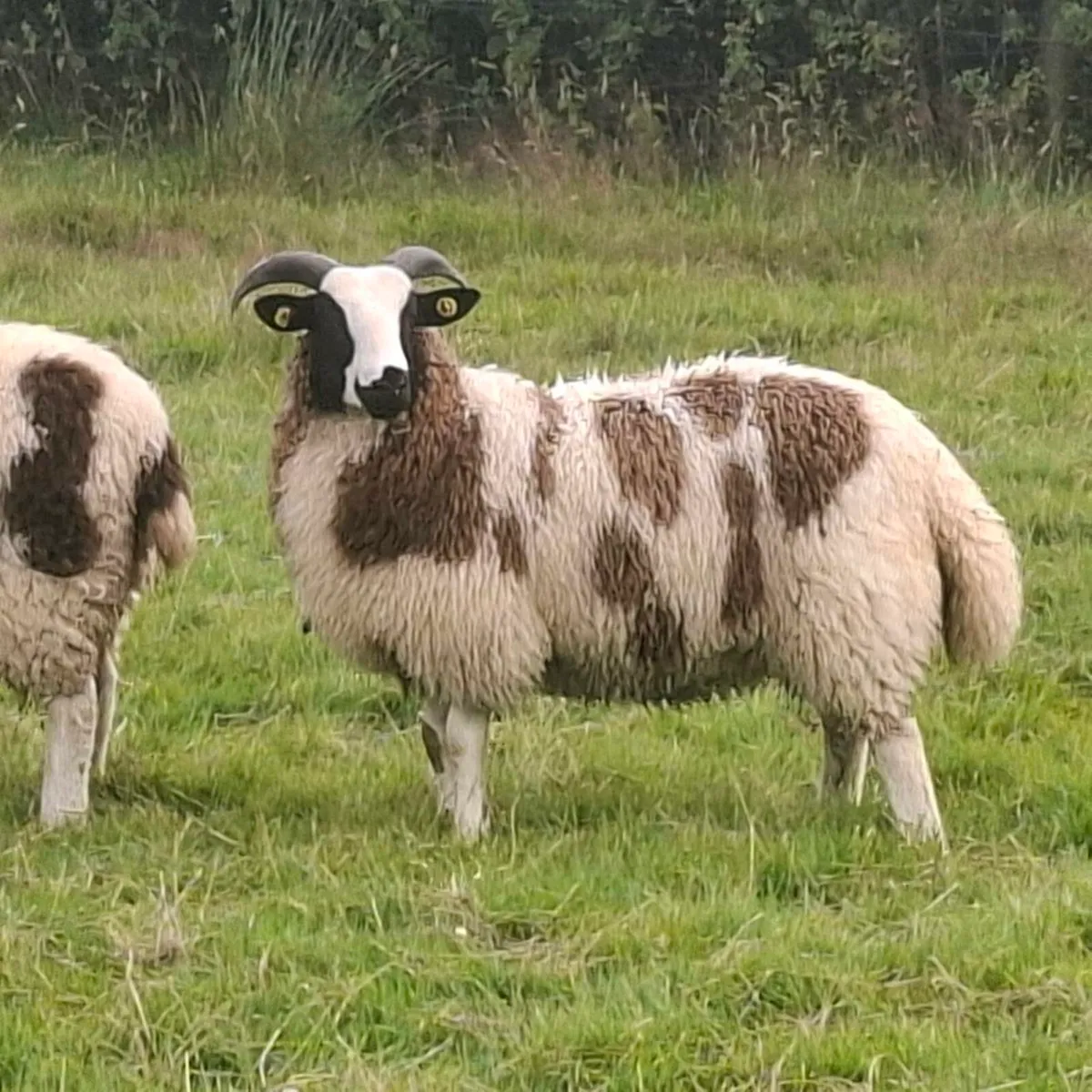 Jacob ewe lambs - Image 4