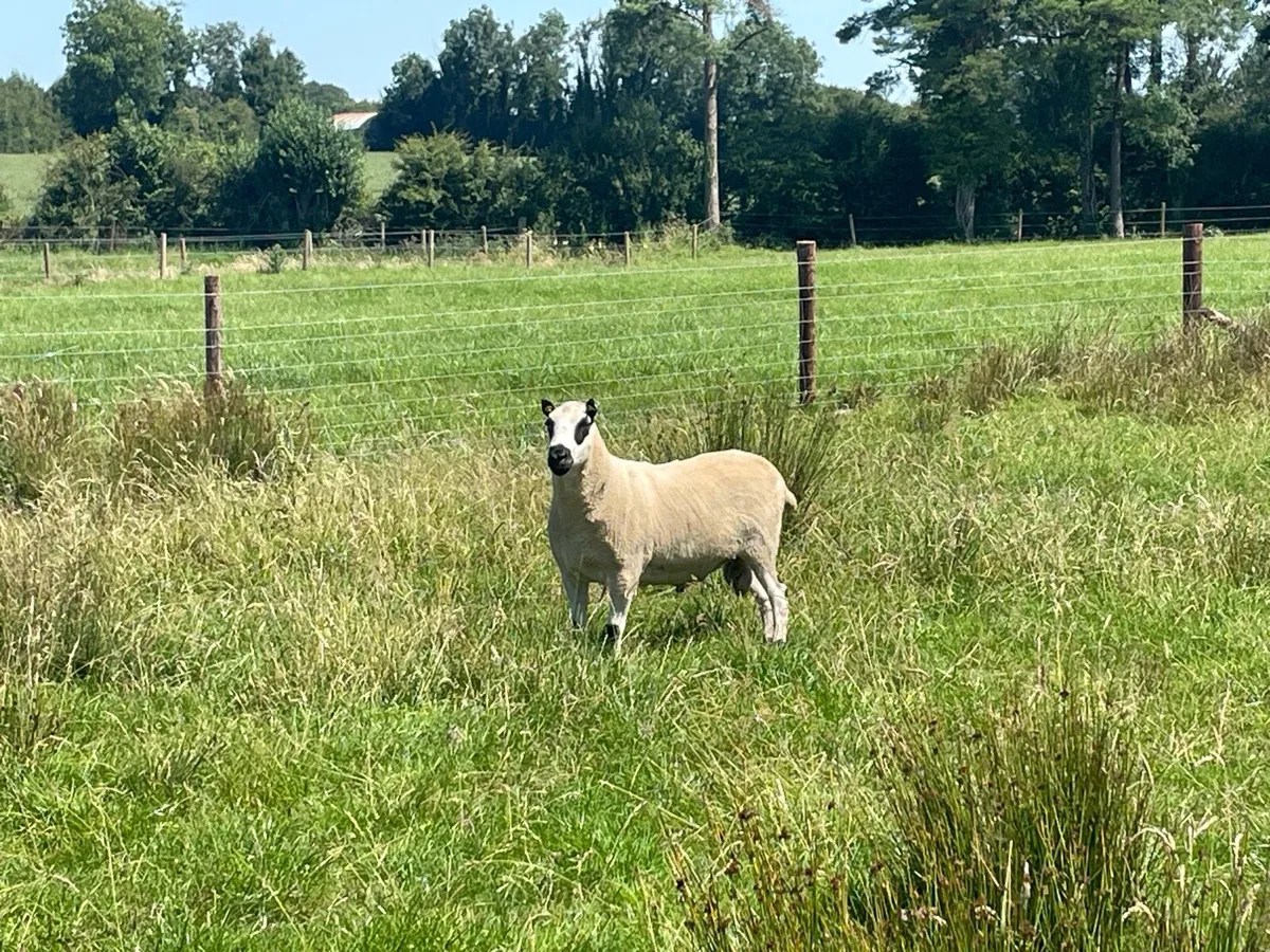 ** Kerry hill ram ** - Image 1