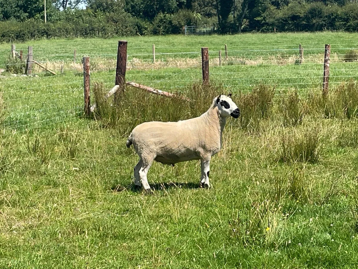 ** Kerry hill ram ** - Image 2