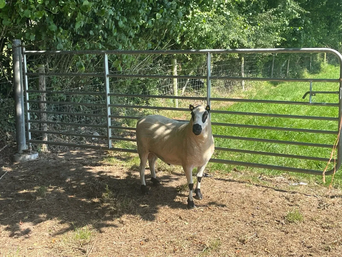 ** Kerry hill ram ** - Image 3
