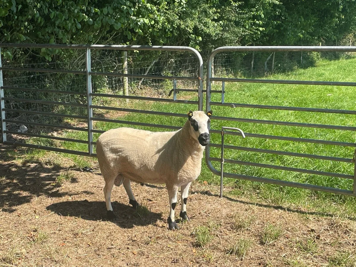** Kerry hill ram ** - Image 4