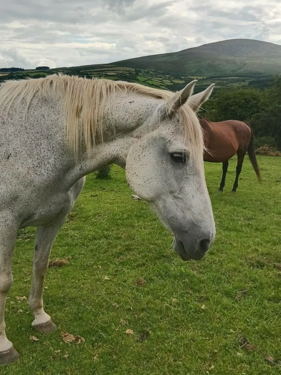 Broodmare & TB Colt - Image 1