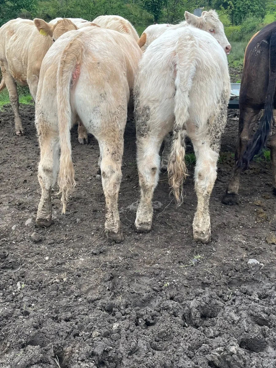 Store heifers - Image 1