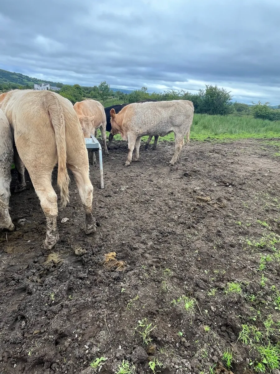 Store heifers - Image 2