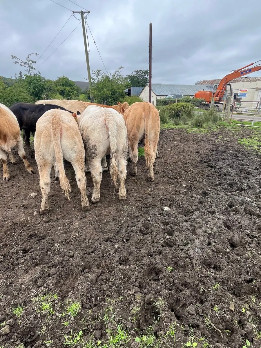 Store heifers - Image 3